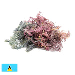 Purple Sea Moss